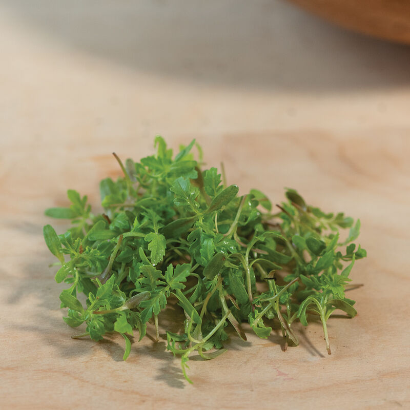 Marigold, Gem Microgreen Flowers