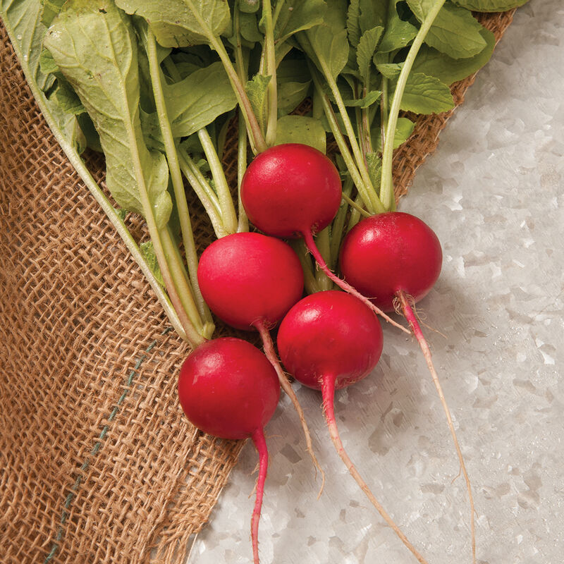 Sora Round Radishes