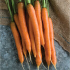 Mokum Early Carrots