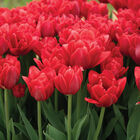 Red Foxtrot® Tulips