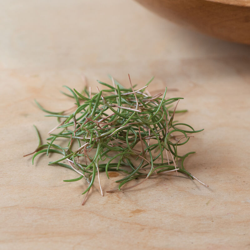 Saltwort Microgreen Herbs