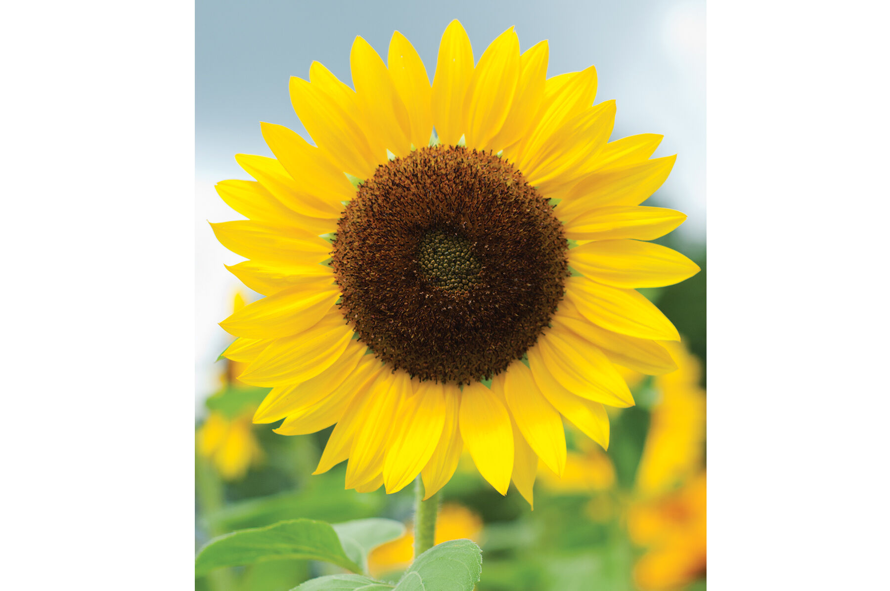 sunflower 2本 Full Sun Improved - (F1) Sunflower Seed | Johnny's Selected