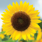 Full Sun Improved Tall Sunflowers