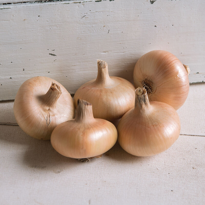 Gold Coin Gold Coin Cipollini Onions