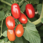 Valentine Valentine Grape Tomatoes