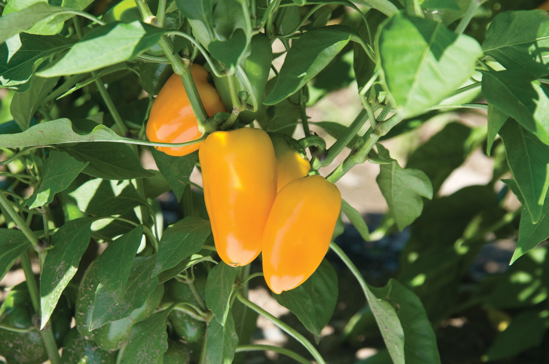 Lunchbox Yellow - Organic Snack Pepper Seed | Johnny's Selected Seeds