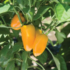 Lunchbox Yellow Sweet Peppers