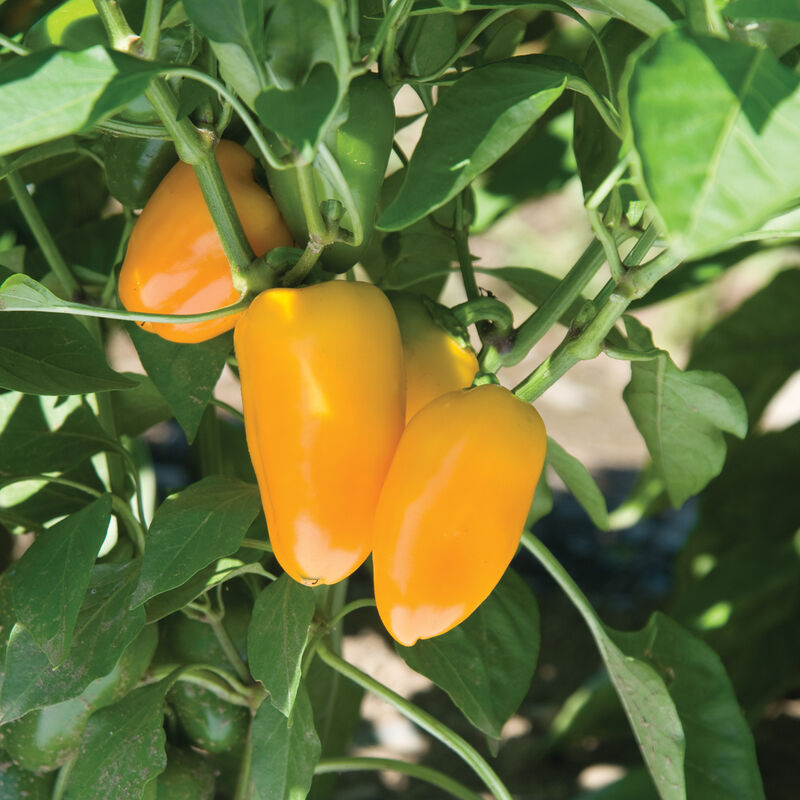 Lunchbox Yellow Sweet Peppers