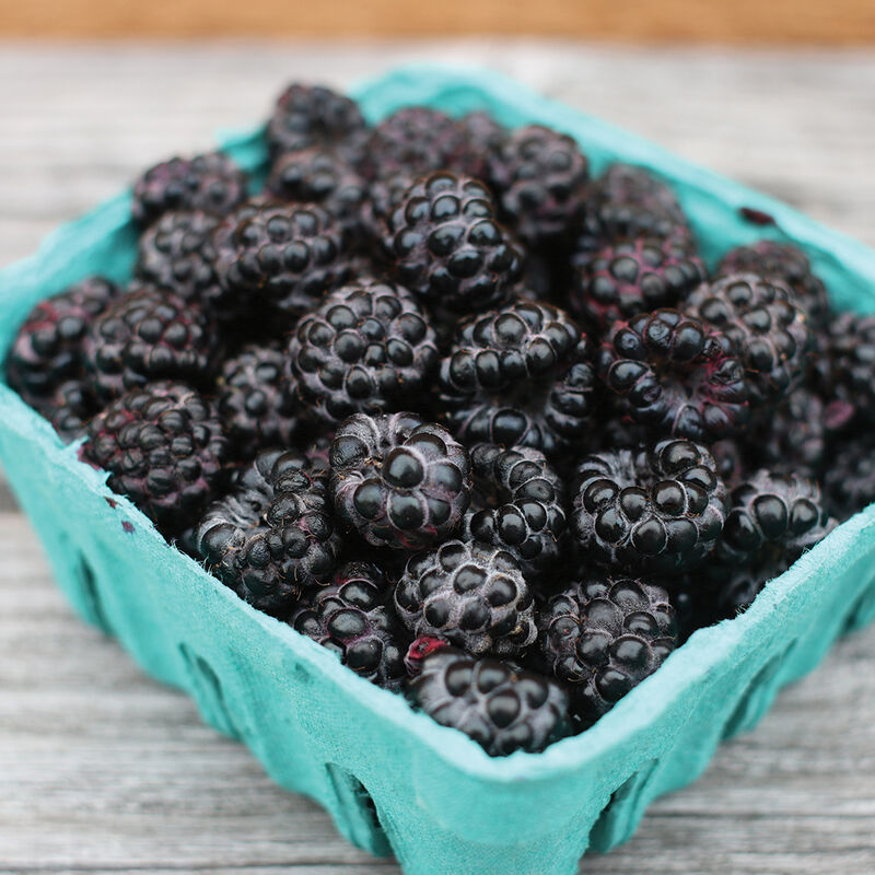 Jewel Jewel Raspberry