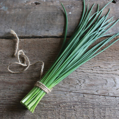 Staro Standard Chives