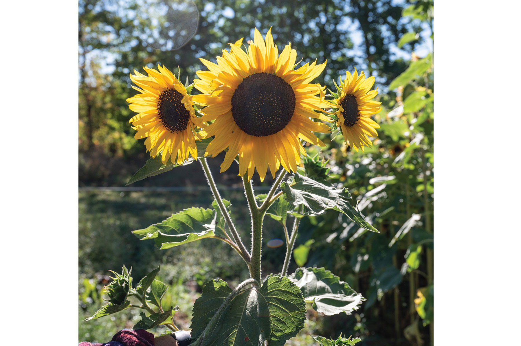 Sunflower Seeds for Planting | Johnny's Selected Seeds