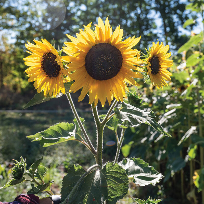 Henry Wilde Tall Sunflowers