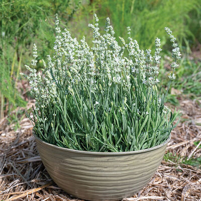 Ellagance White Lavender