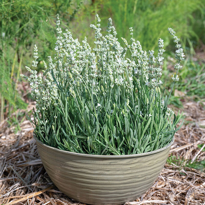 Ellagance White Lavender