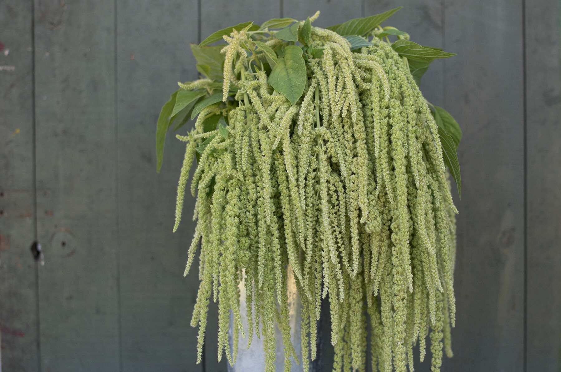 Emerald Tassels Amaranthus