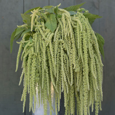 Emerald Tassels Emerald Tassels Amaranthus