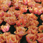 Astronaut Andre Kuipers Tulips