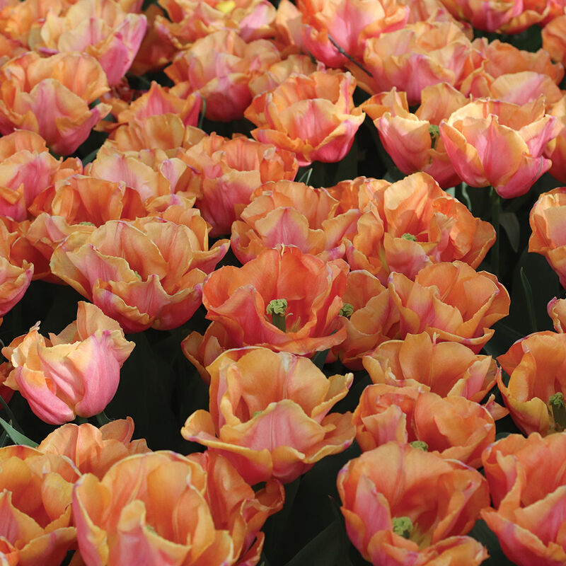 Astronaut Andre Kuipers Tulips
