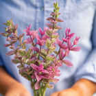 Pink Sundae Salvia