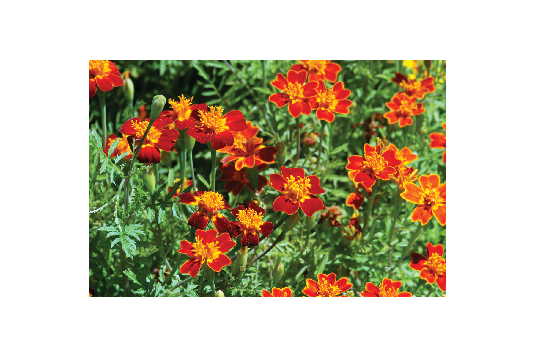Red Gem Marigold