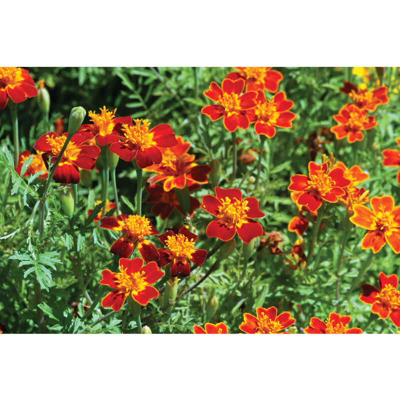 Red Gem Marigold