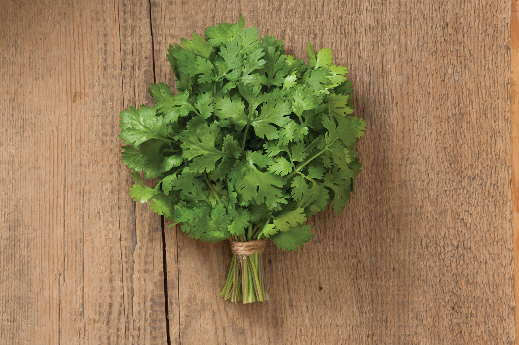 Marino Cilantro (Coriander)