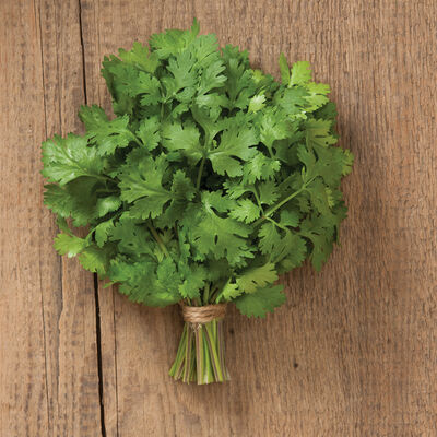 Marino Cilantro (Coriander)