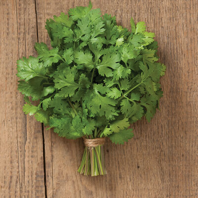 Marino Cilantro (Coriander)