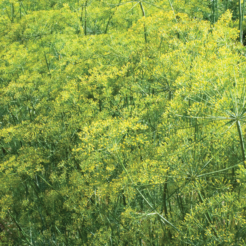 Bouquet Dill