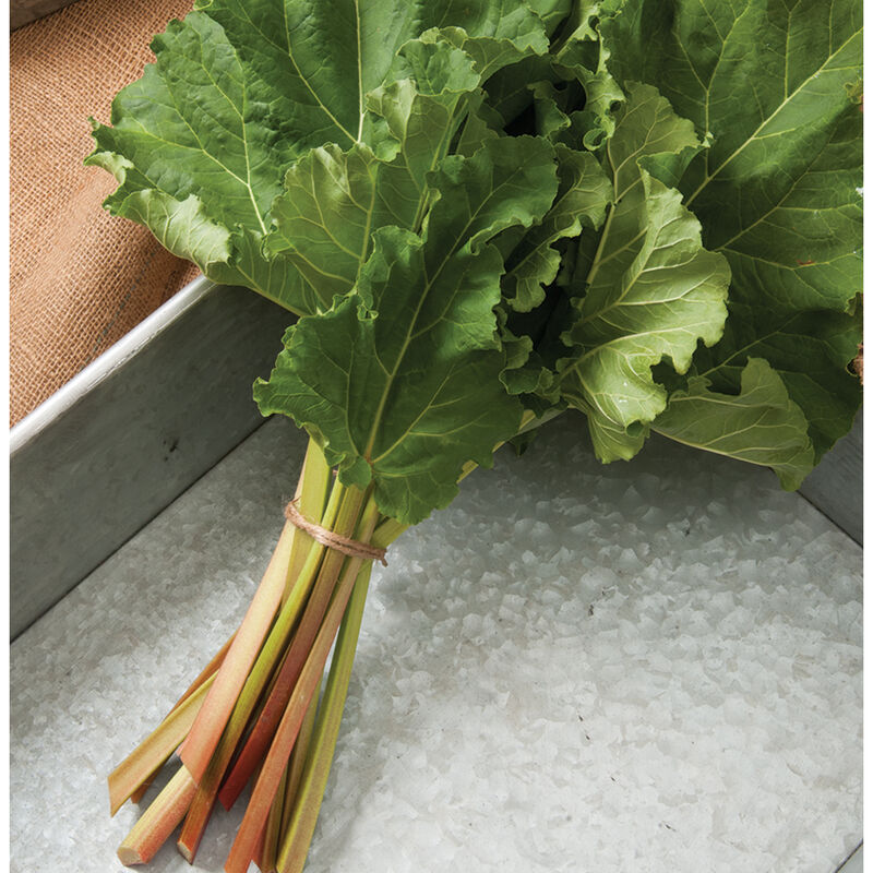 Victoria Red Rhubarb 25 Seeds-Perennial - Easy to grow