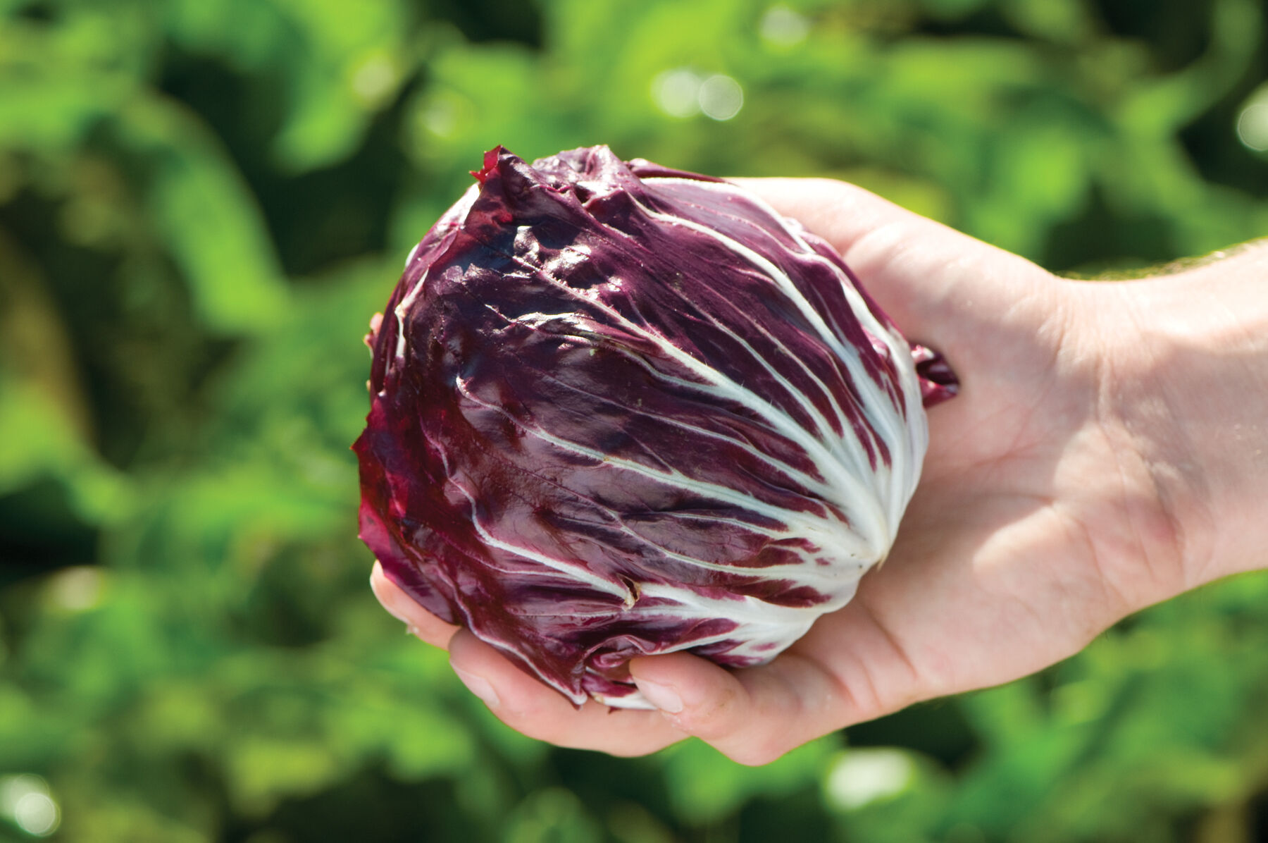 Radicchio Seeds - Organic Varieties | Johnny's Selected Seeds