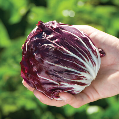 Perseo Radicchio