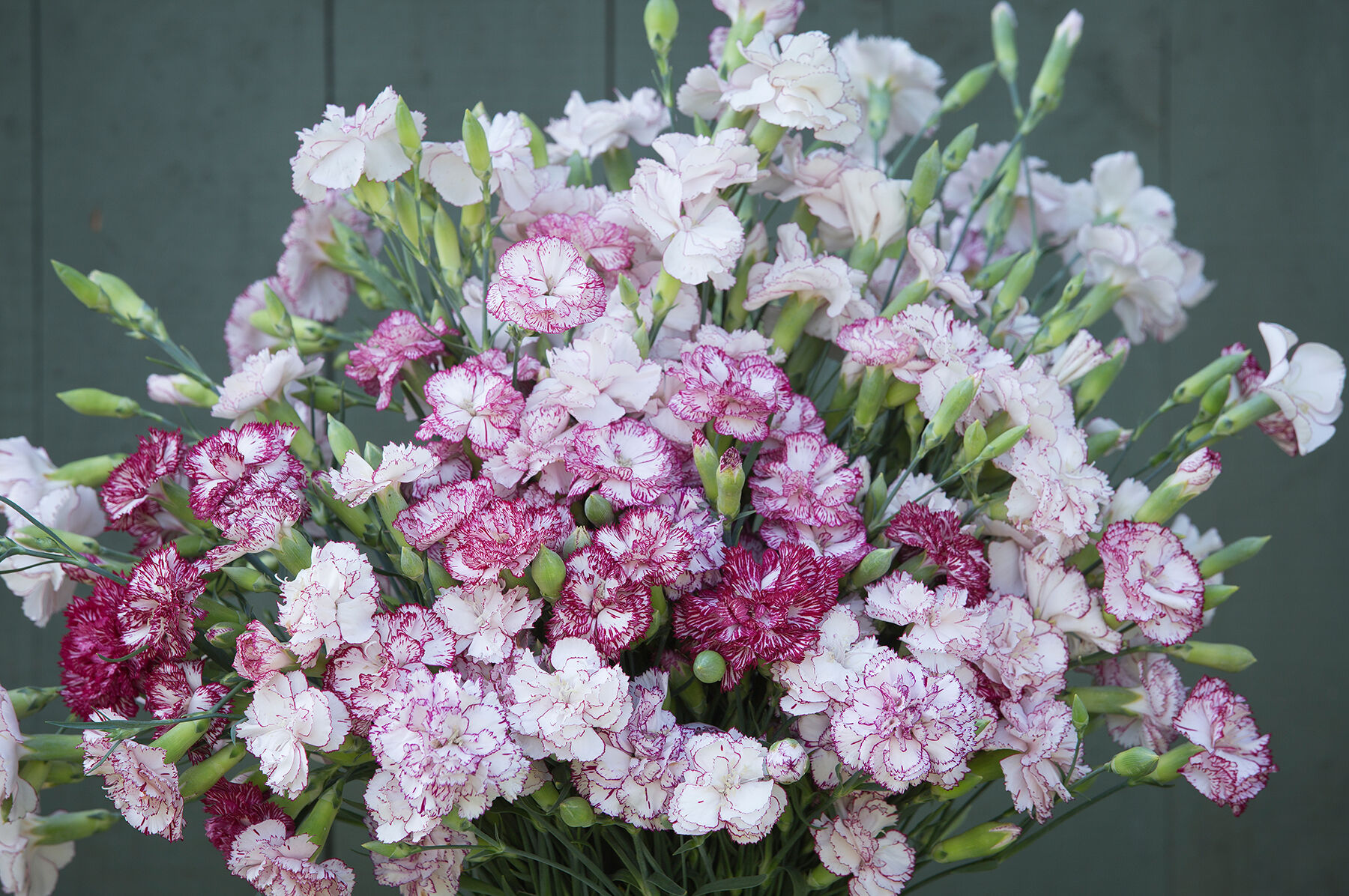 Chabaud Benigna Dianthus (Sweet William)