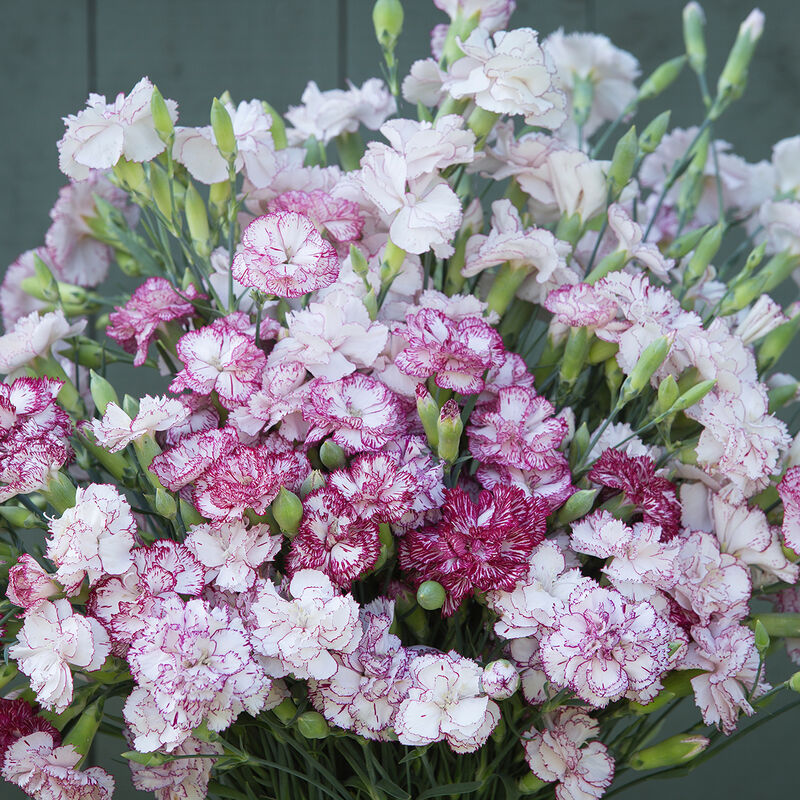 Chabaud Benigna Chabaud Benigna Dianthus (Sweet William)