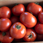 Wisconsin 55 Slicing Tomatoes