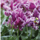 Mysterious Parrot Tulips