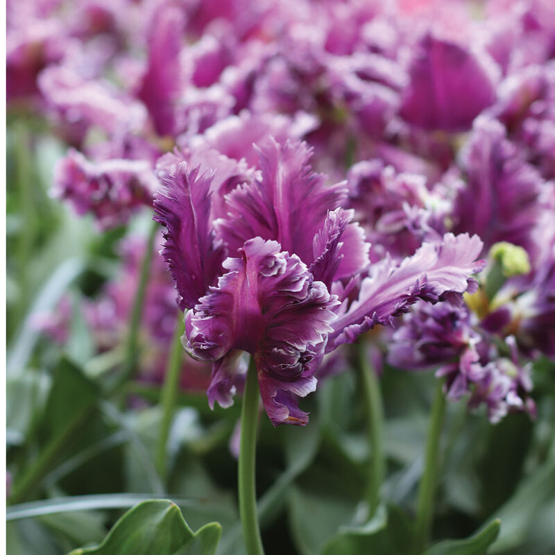 Mysterious Parrot Tulips