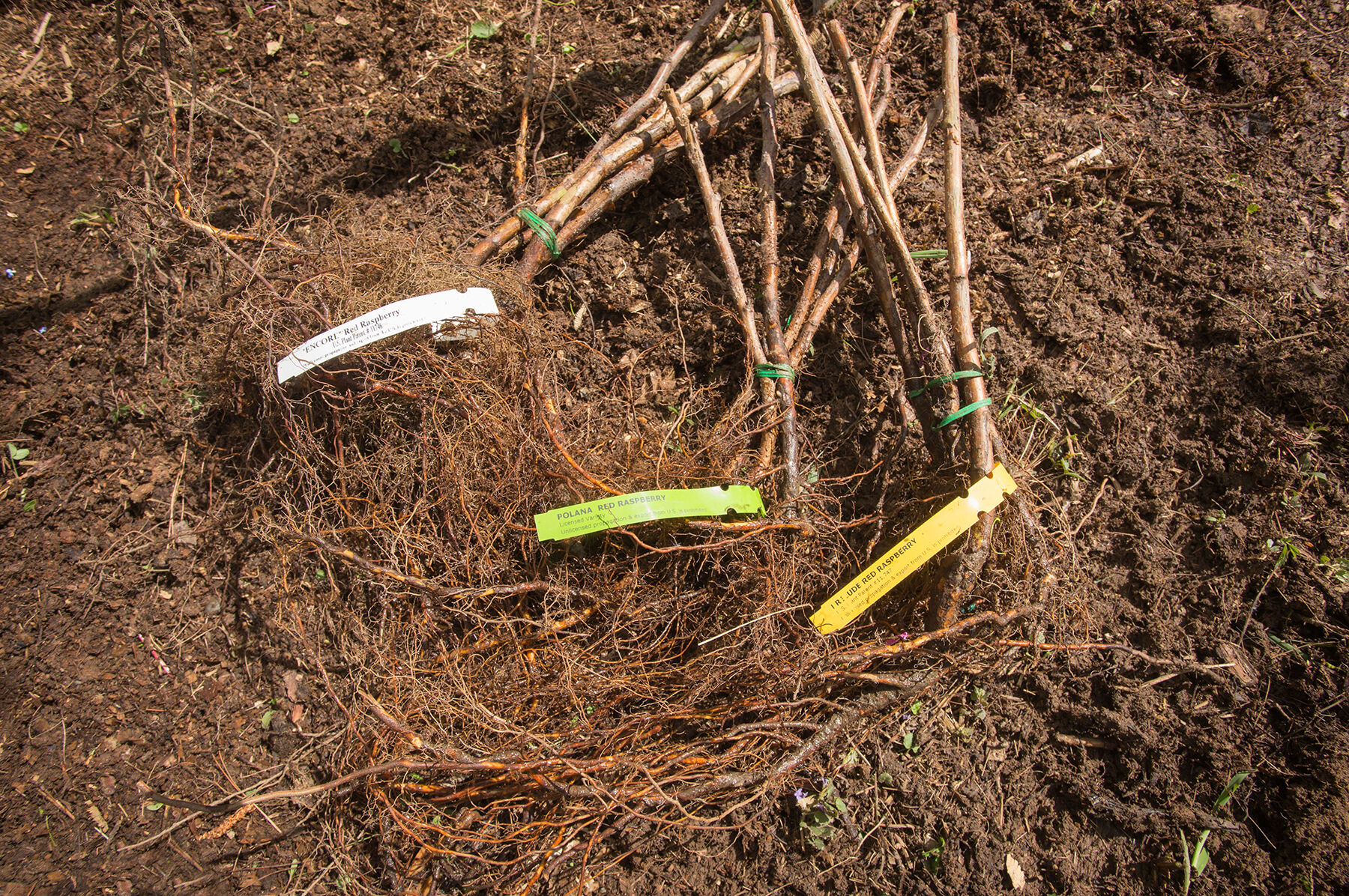 Red Raspberry Plant Collection Raspberry