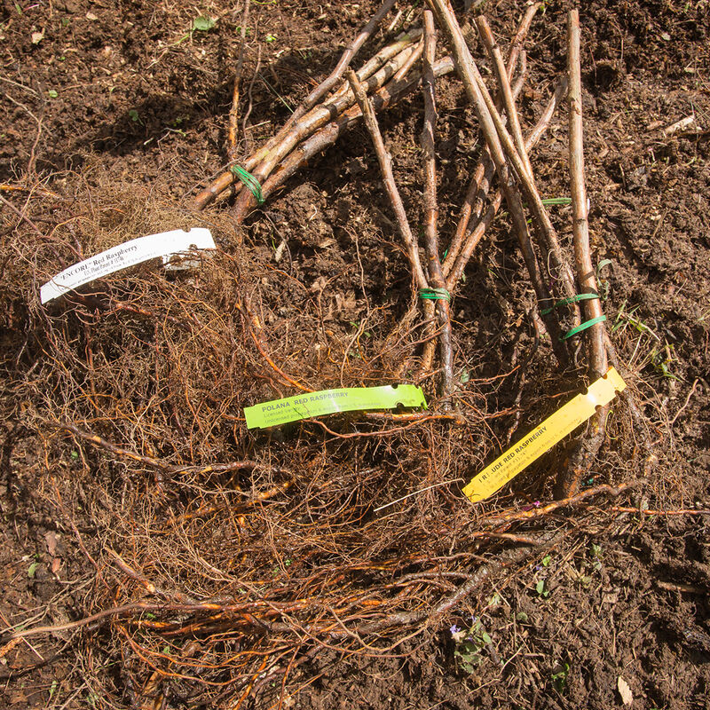 Red Raspberry Plant Collection Red Raspberry Plant Collection Raspberry