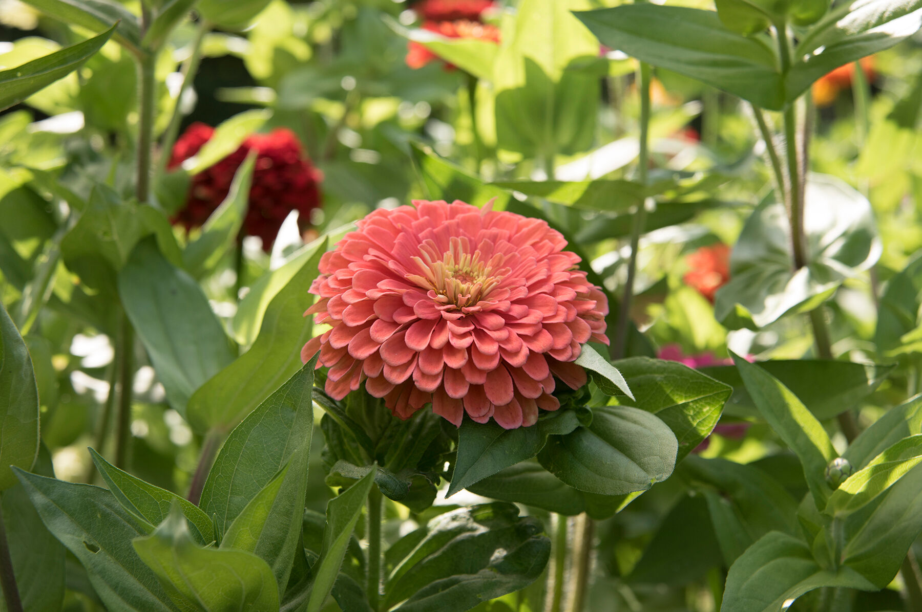 ジョアン アイザック(Joanne Izaac)「Zinnias」 ジョアン アイザック(Joanne Izaac)「Zinnias」 Amazon.com