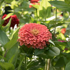 Benary's Giant Salmon Rose Benary's Giant Series