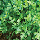 Topit Leaf Parsley