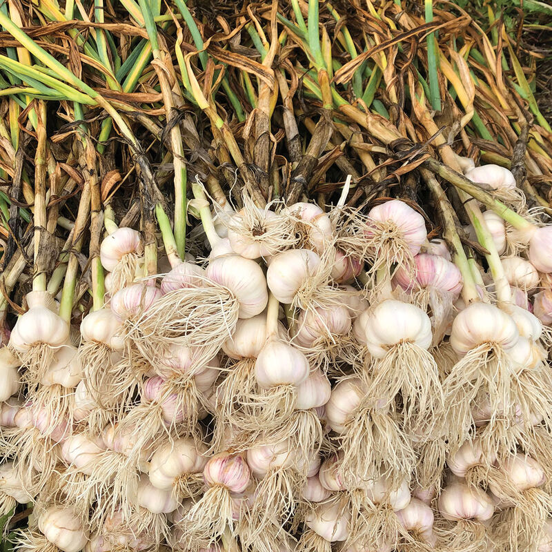 Chesnok Red Garlic