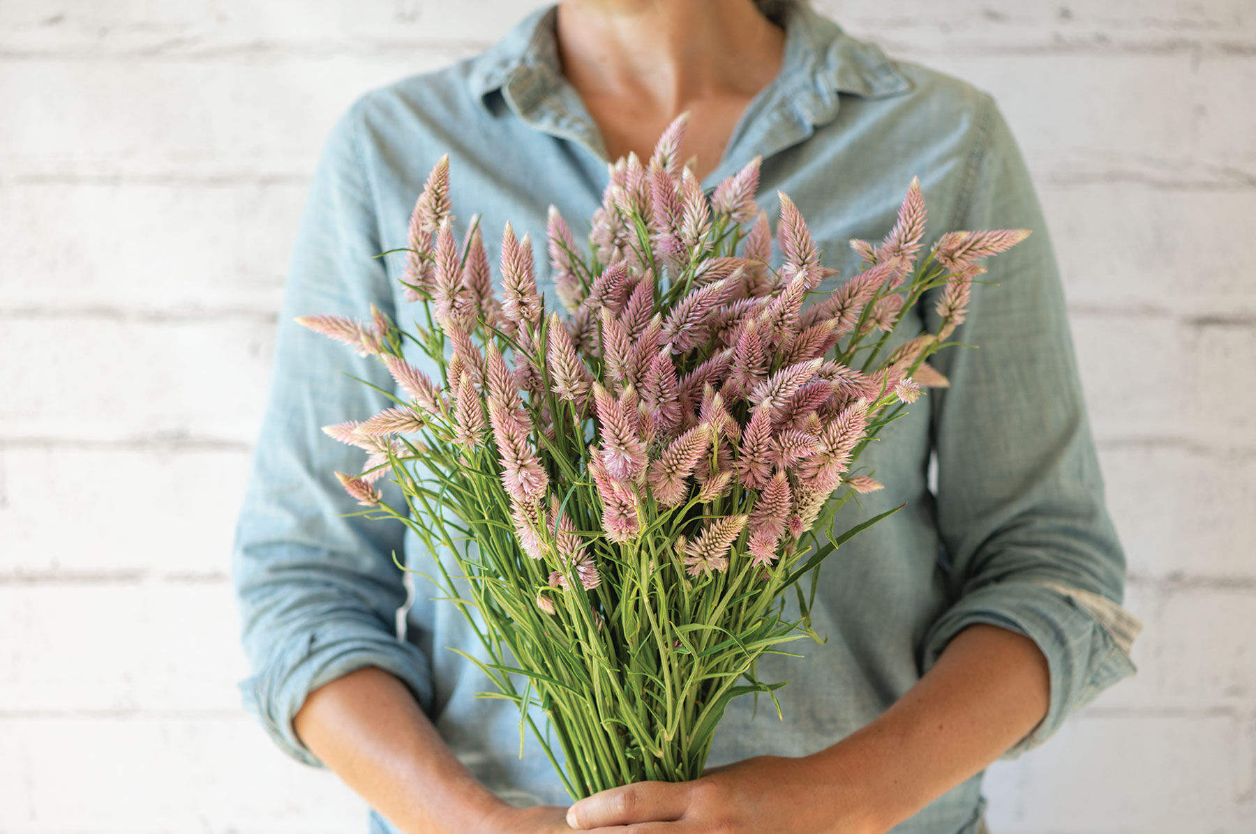 Celosia sales