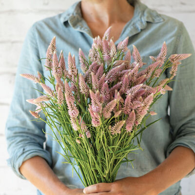 Flamingo Feather Celosia