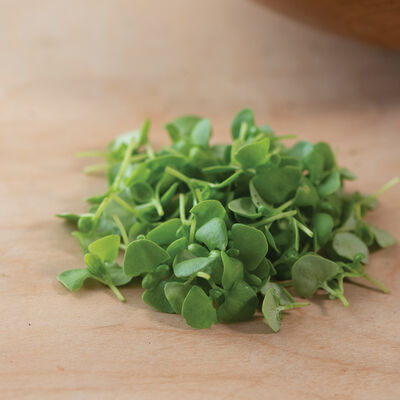 Basil, Genovese Microgreen Herbs