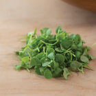 Basil, Genovese Microgreen Herbs