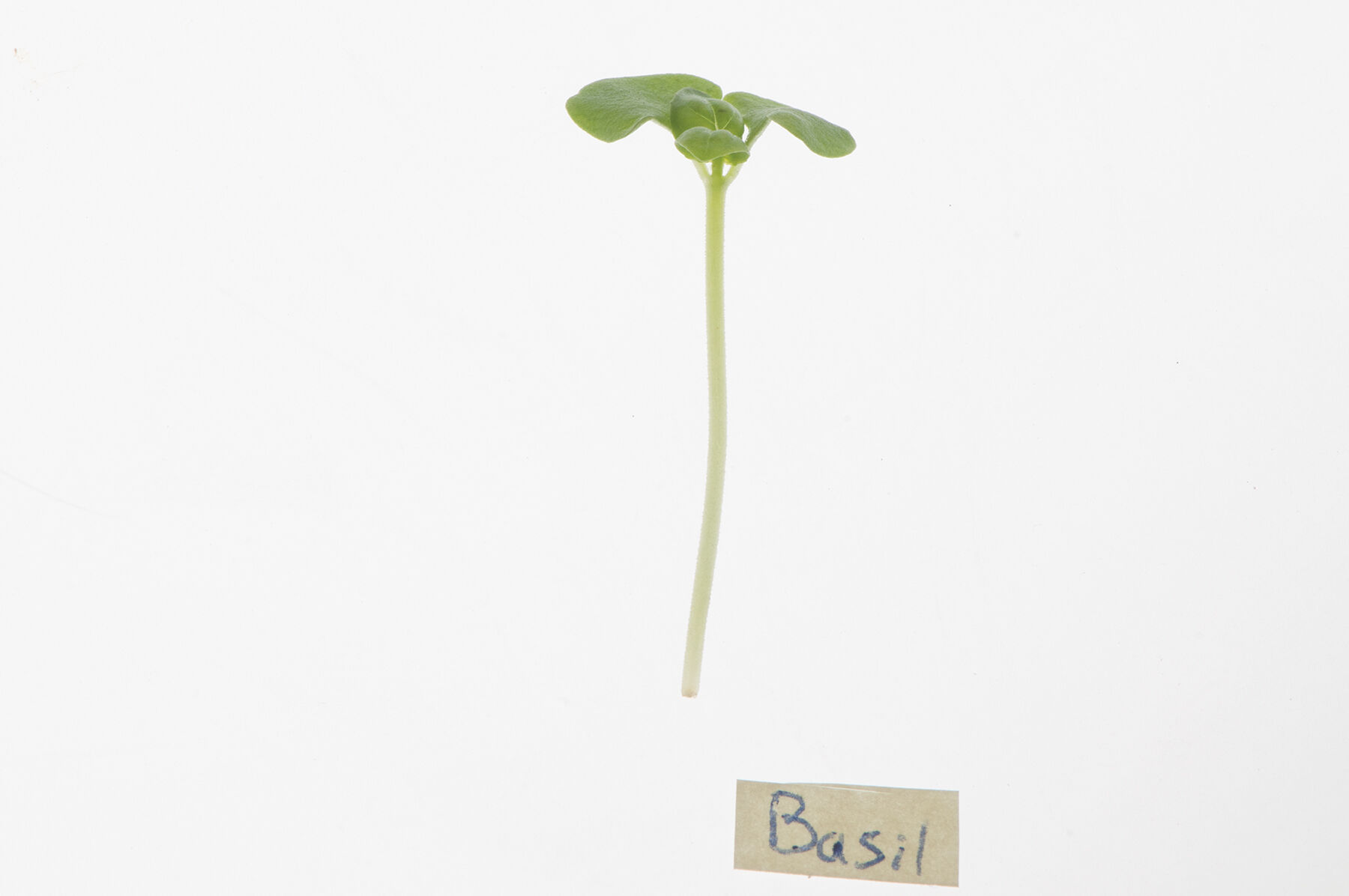 Basil, Lemon Microgreen Herbs