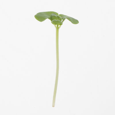Basil, Lemon Basil, Lemon Microgreen Herbs