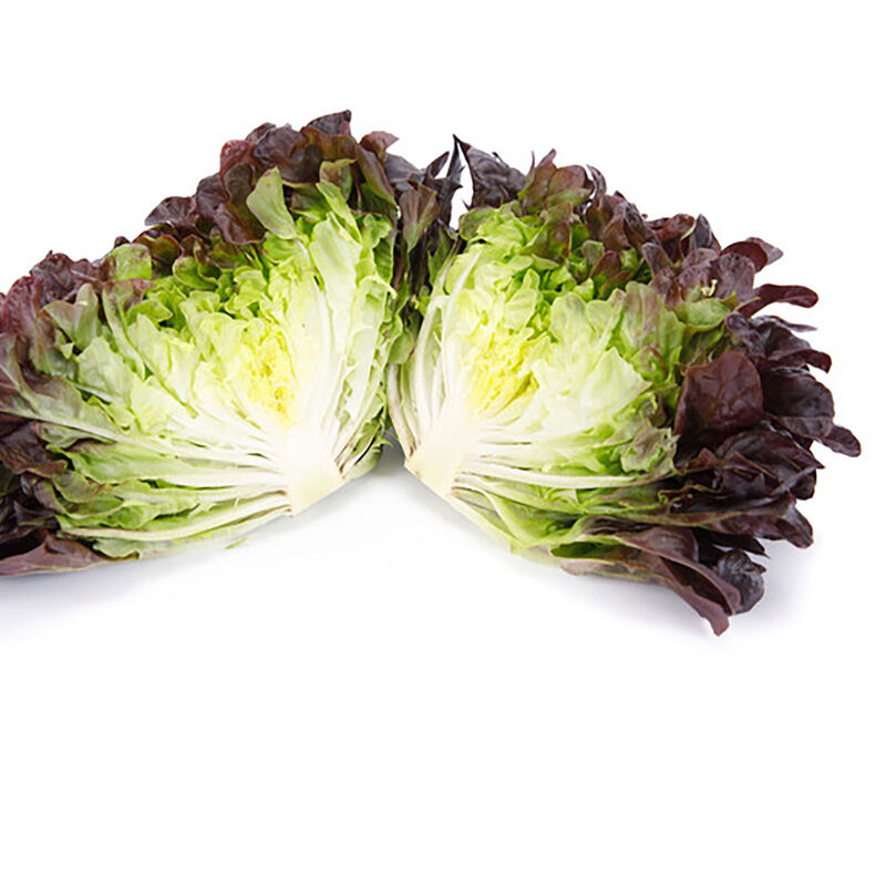 Salanova® Hydroponic Red Oakleaf Salanova® Lettuce